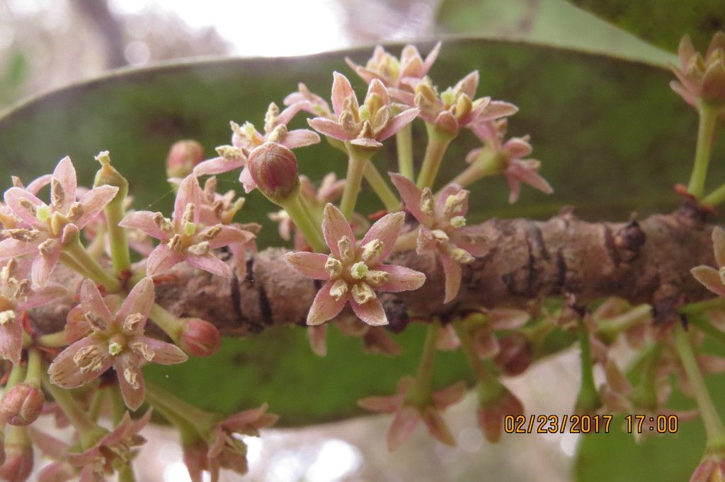 Kōlea lau nui (Myrsine lessertiana)