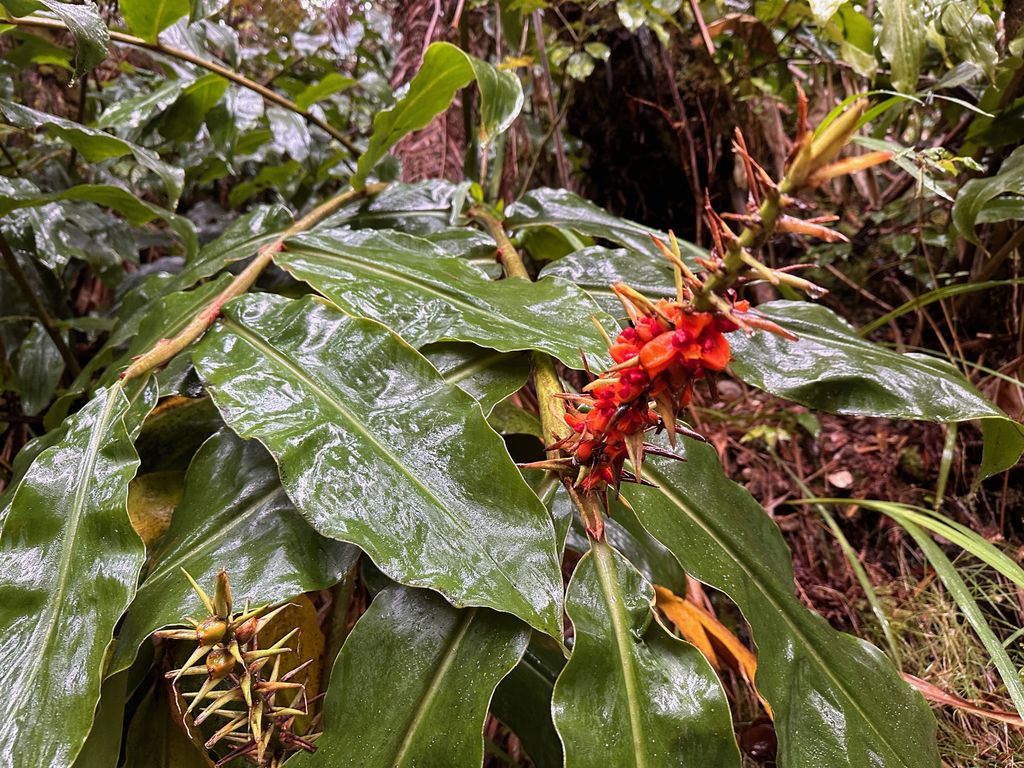 Kahili ginger (Hedychium gardnerianum)