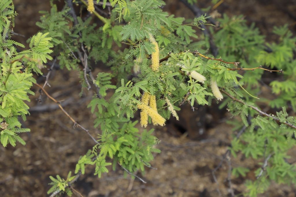 Kiawe (Neltuma pallida)