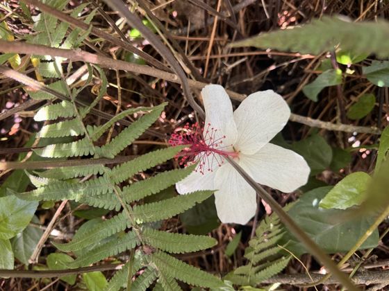 Koki‘o ke‘oke‘o (Hibiscus arnottianus)