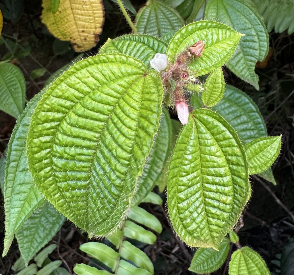 Koster's curse (Miconia crenata)