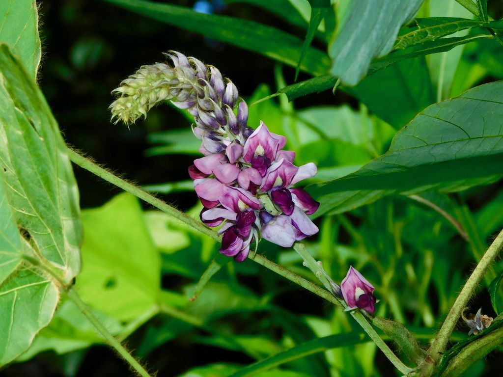 Kudzu (Pueraria montana)