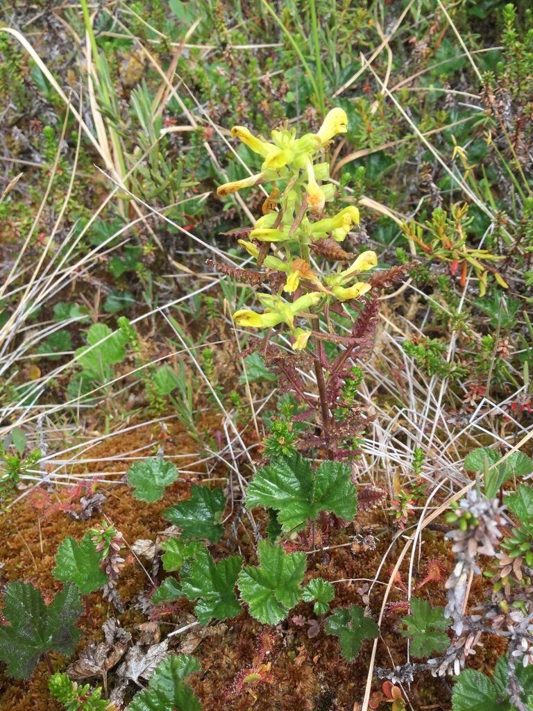 Labrador lousewort (Pedicularis labradorica)