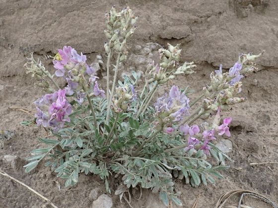 Lambert's locoweed (Oxytropis lambertii)