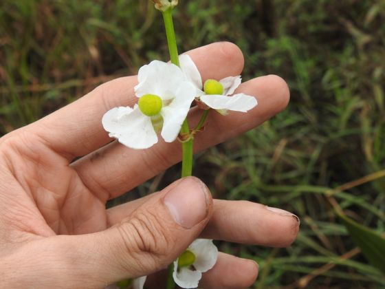 Lanceleaf arrowhead (Sagittaria lancifolia)