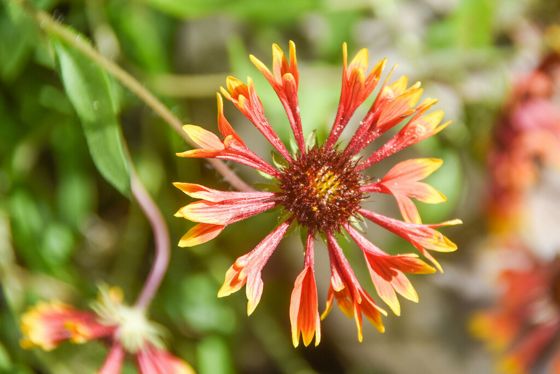 Lanceleaf blanketflower (Gaillardia aestivalis)
