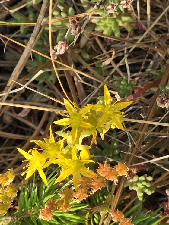 Lanceleaf stonecrop (Sedum lanceolatum)