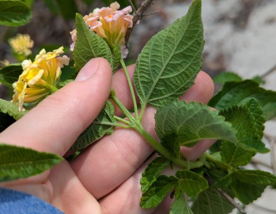 Lantana (Lantana strigocamara)