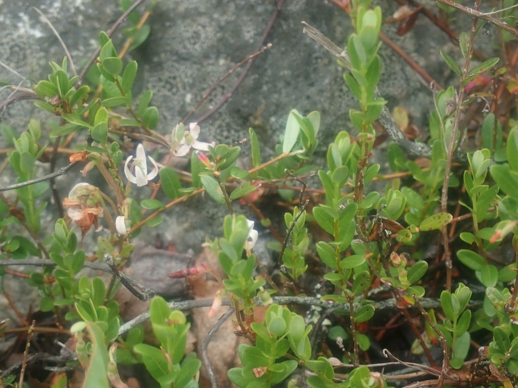 Large cranberry (Vaccinium macrocarpon)