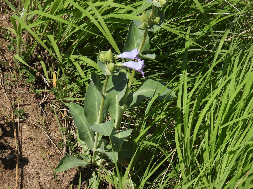 Large-flowered beardtongue (Penstemon grandiflorus)
