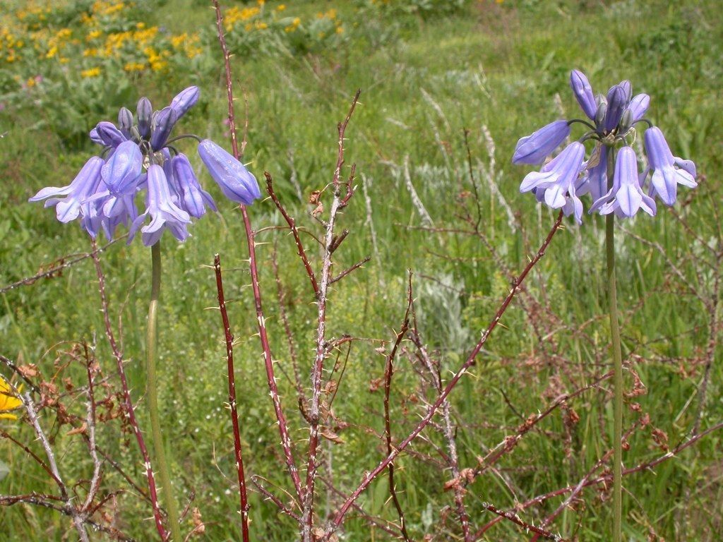 Large-flowered triteleia (Triteleia grandiflora)