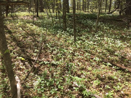 Large white trillium (Trillium grandiflorum)