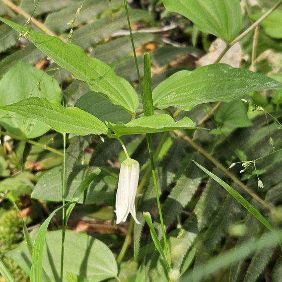Largeflower fairybells (Prosartes smithii)