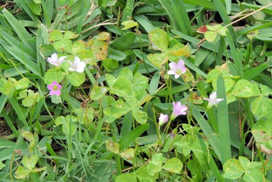 Largeflower pink-sorrel (Oxalis debilis)