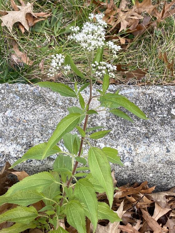 Late boneset (Eupatorium serotinum)