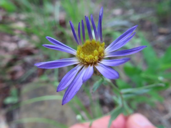 Late purple aster (Symphyotrichum patens)
