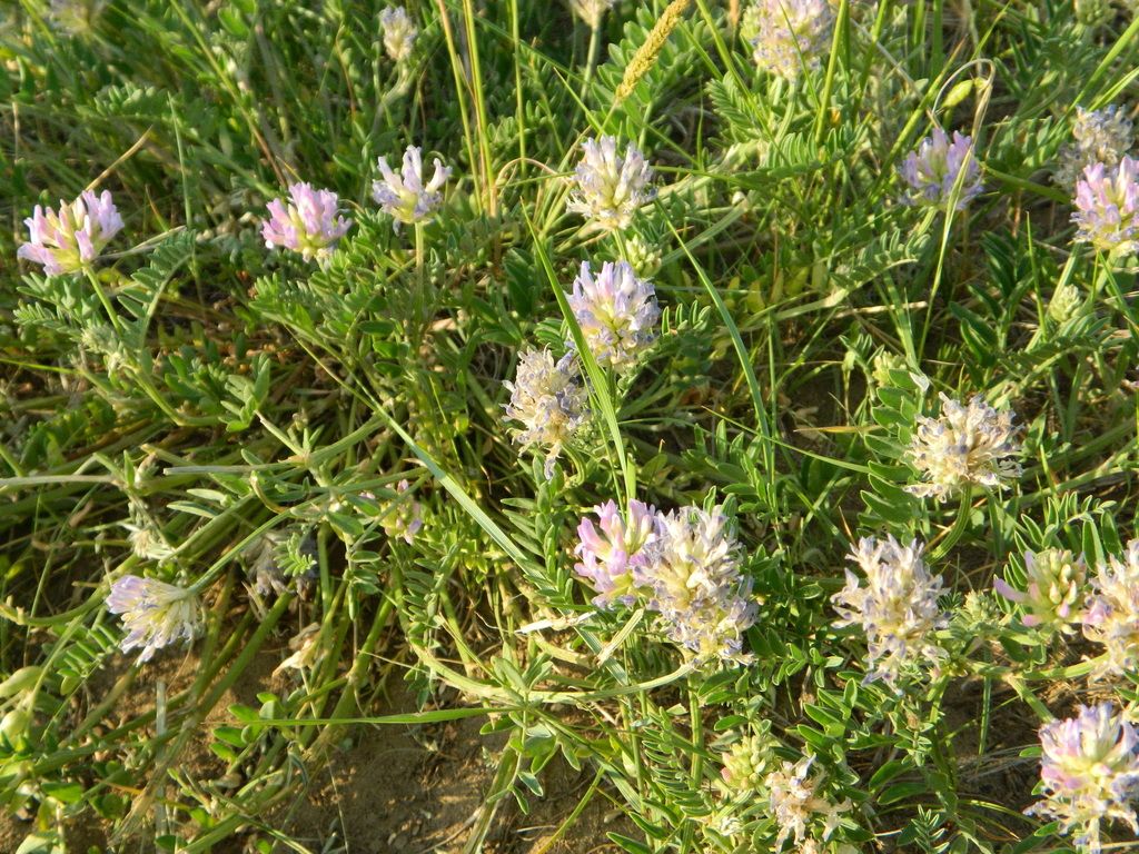 Laxmann's milkvetch (Astragalus laxmannii)