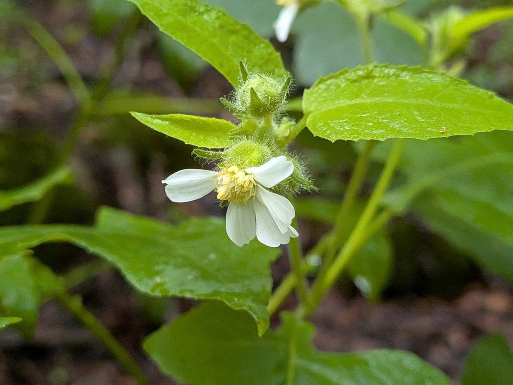 Leafcup (Polymnia canadensis)