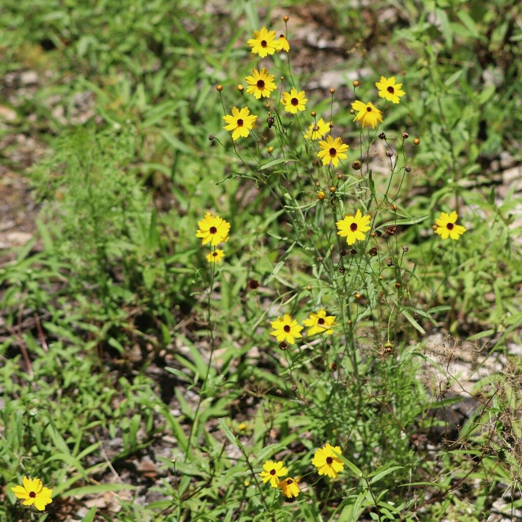 Leavenworth's tickseed (Coreopsis leavenworthii)