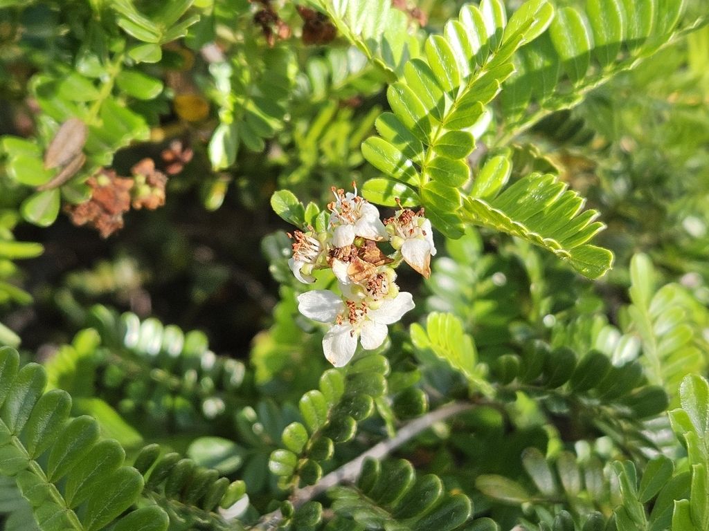 ʻūlei (Osteomeles anthyllidifolia)