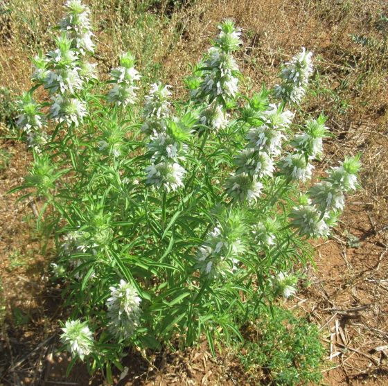 Lemon beebalm (Monarda citriodora)