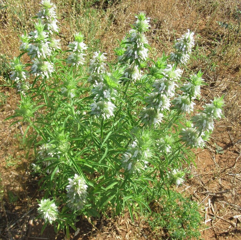 Lemon beebalm (Monarda citriodora)