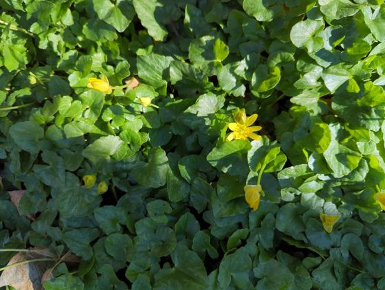 Lesser celandine (Ficaria verna)