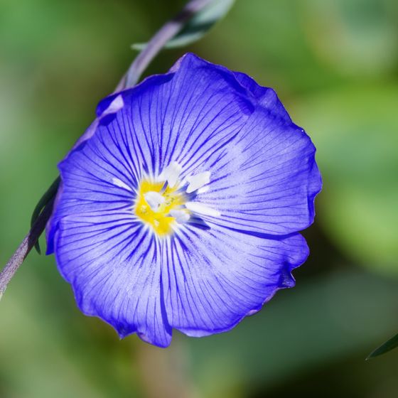 Lewis flax (Linum lewisii)