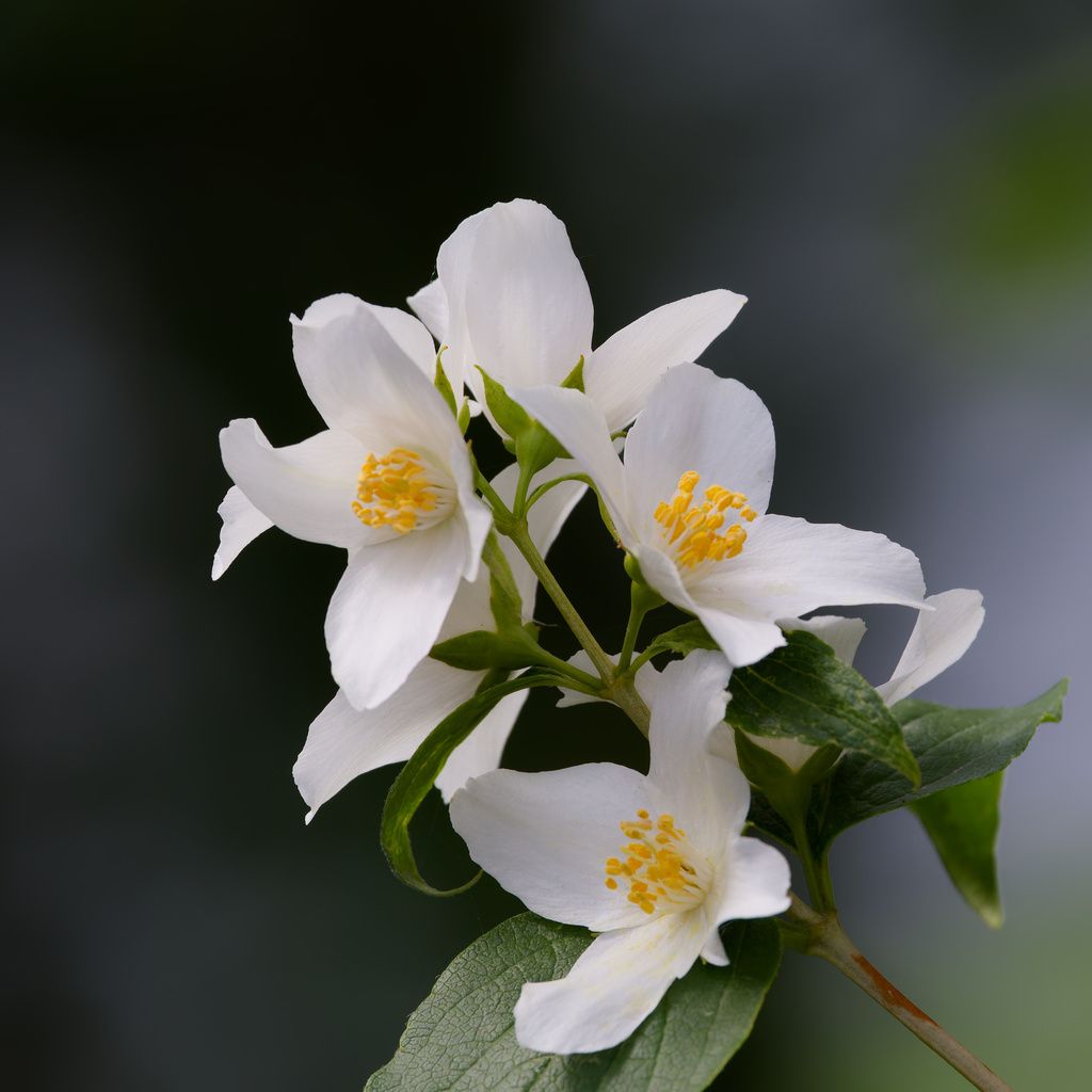 Lewis' mock orange (Philadelphus lewisii)