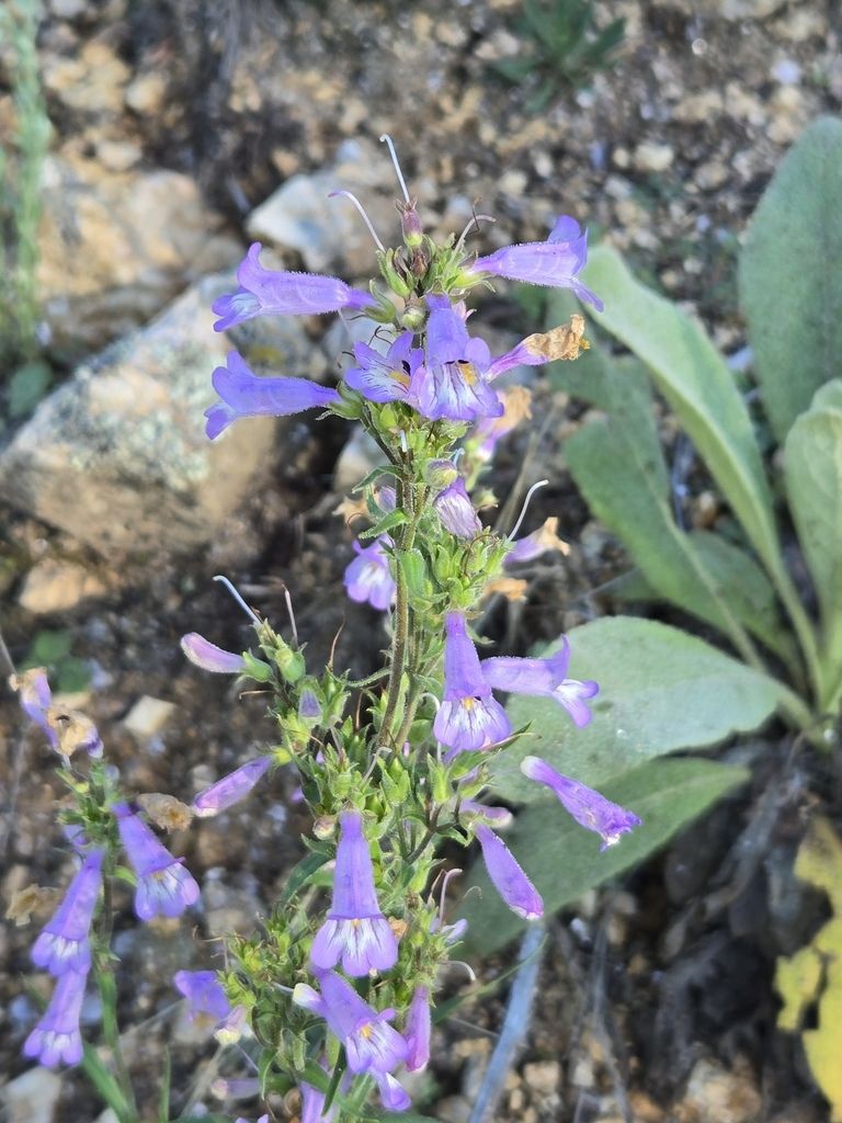 Lilac penstemon (Penstemon gracilis)