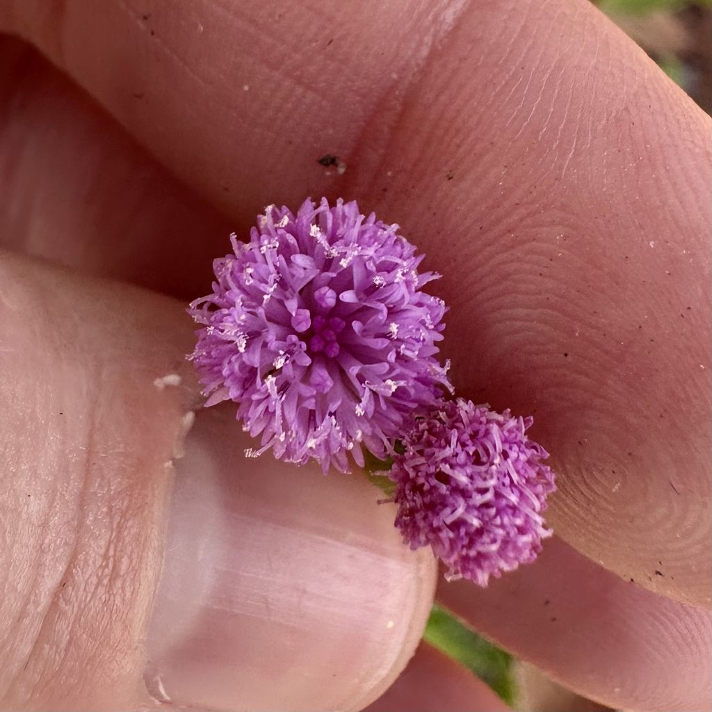 Lilac tasselflower (Emilia sonchifolia)