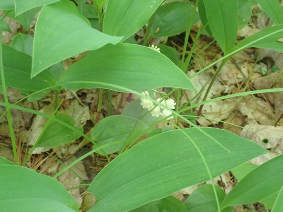 Lily of the valley (Convallaria majalis)