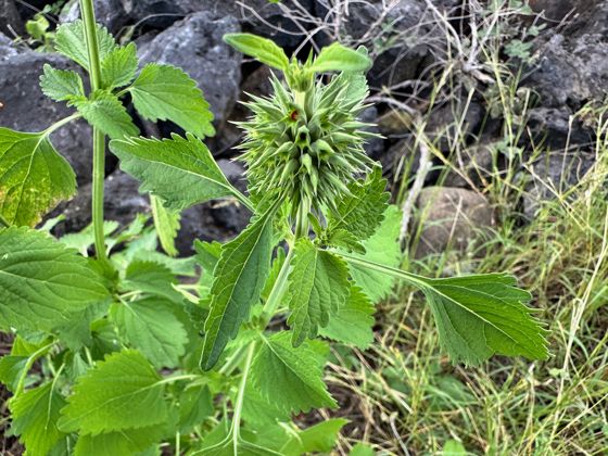 Lion's ear (Leonotis nepetifolia)