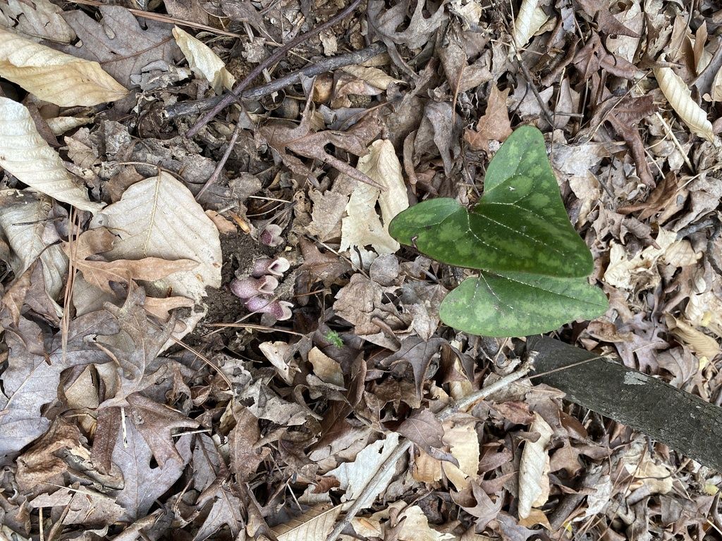 Little brown jugs (Asarum arifolium)