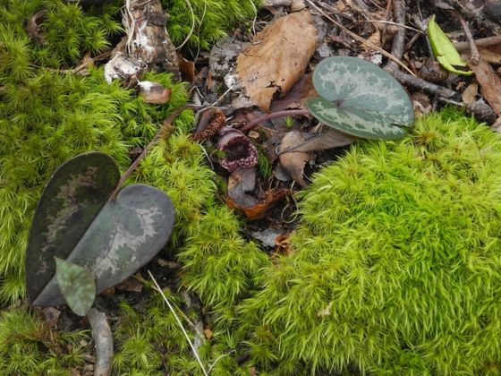 Little heartleaf (Asarum minus)