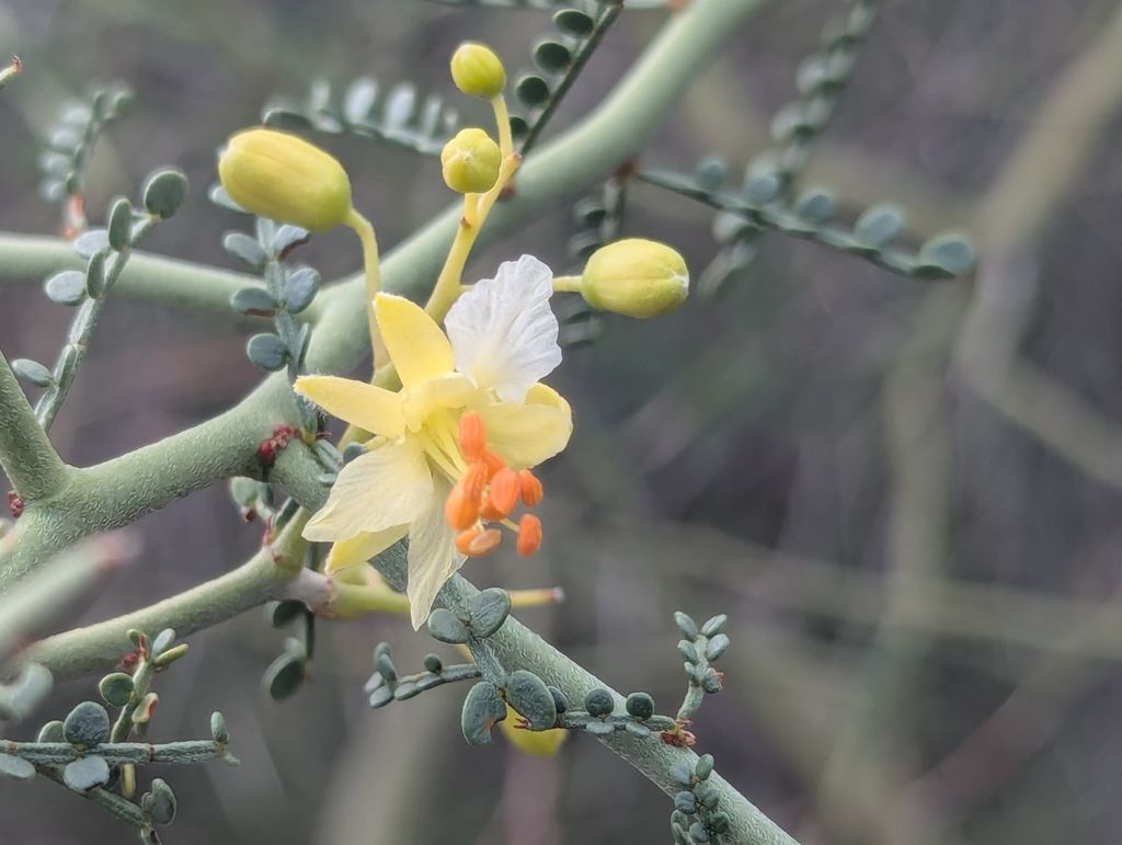 Little-leaved palo verde (Parkinsonia microphylla)