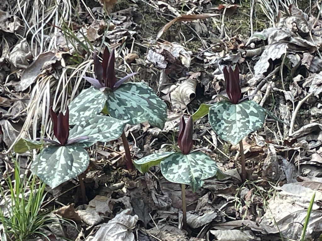 Little sweet betsy (Trillium cuneatum)