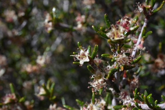 Littleleaf Mountain mahogany (Cercocarpus intricatus)