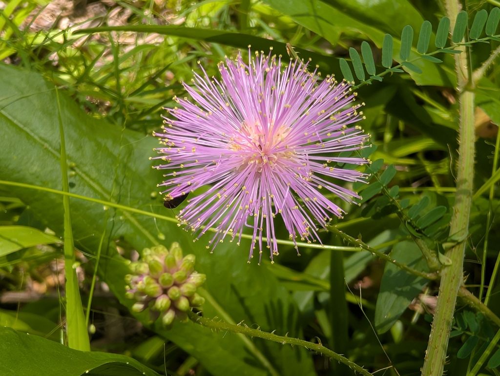 Littleleaf sensitive-briar (Mimosa microphylla)