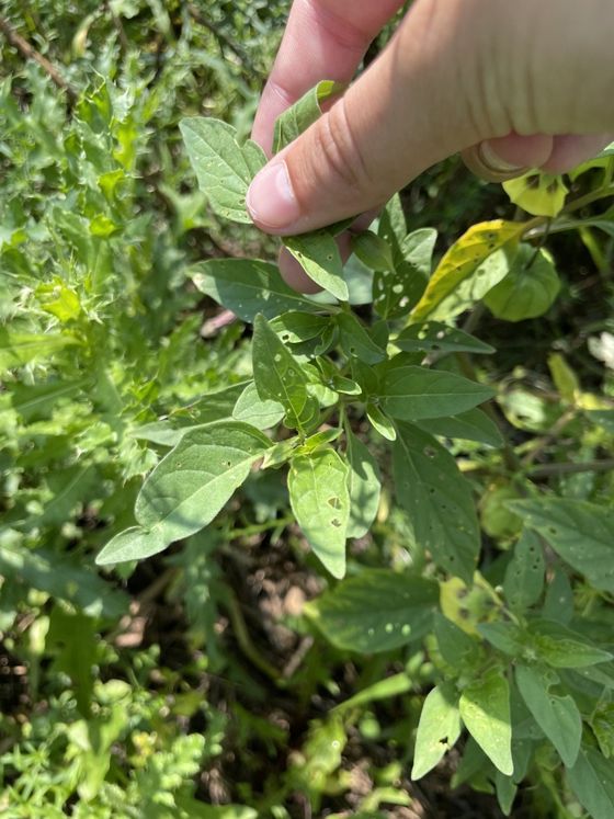 Long-leaved groundcherry (Physalis longifolia)