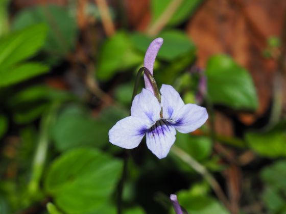 Long-spurred violet (Viola rostrata)