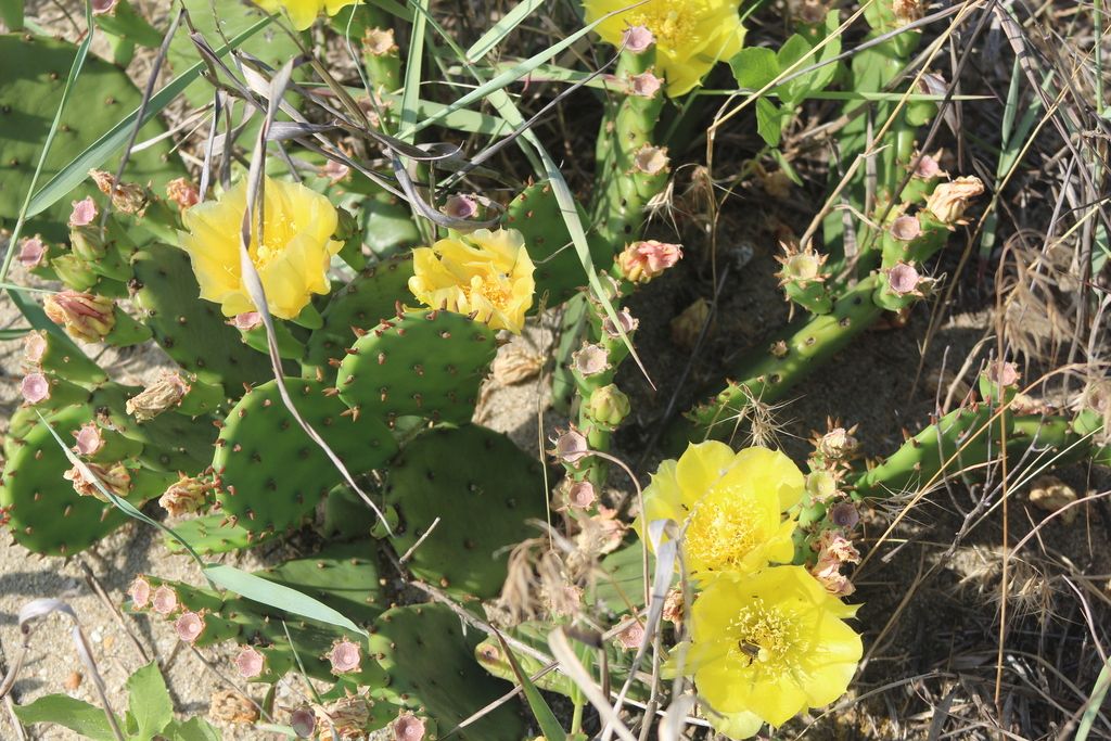 Low pricklypear (Opuntia humifusa)