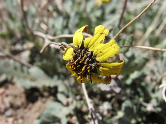 Lyre-leaf greeneyes (Berlandiera lyrata)