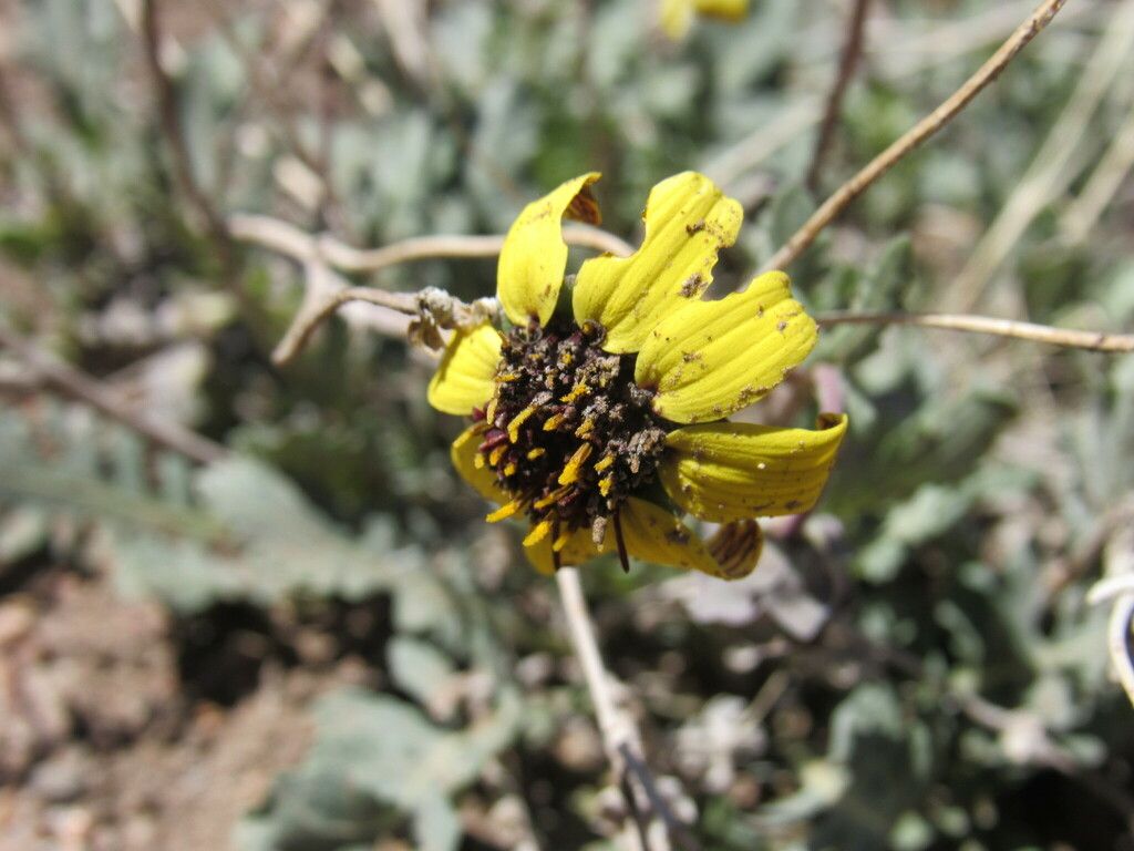 Lyre-leaf greeneyes (Berlandiera lyrata)