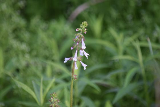 Lyreleaf sage (Salvia lyrata)