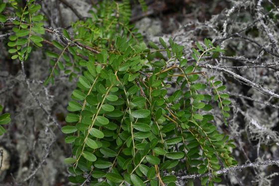 Māmane (Sophora chrysophylla)