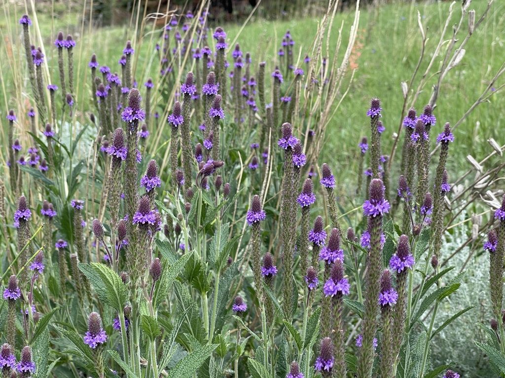 MacDougal verbena (Verbena macdougalii)