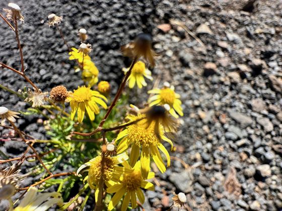 Madagascar ragwort (Senecio madagascariensis)