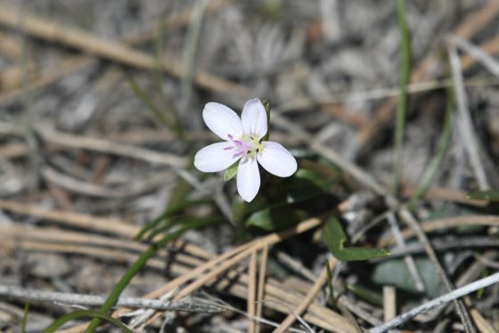 Madrean springbeauty (Claytonia rosea)