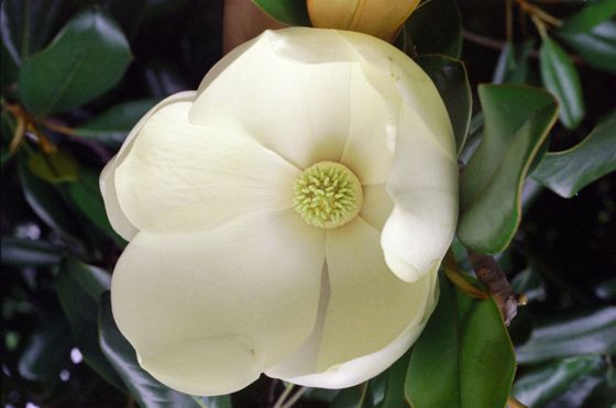 Magnolias